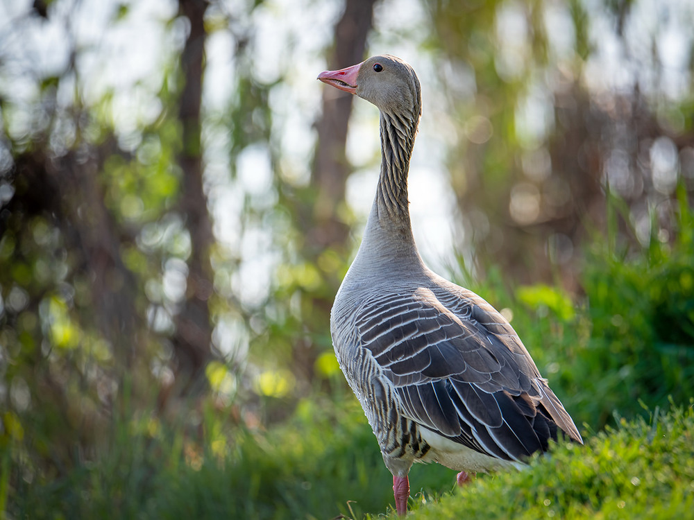 Фотографія Серый гусь / Оксана Маховская / photographers.ua