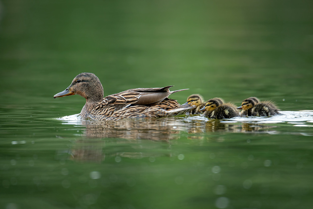 Фотографія Мамаша и её пушистики / Оксана Маховская / photographers.ua