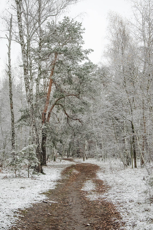 Фотографія Ноябрь в лесу / Оксана Маховская / photographers.ua