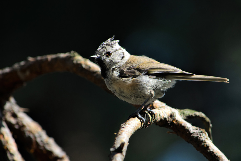 Фотографія Кареглазая / Оксана Маховская / photographers.ua