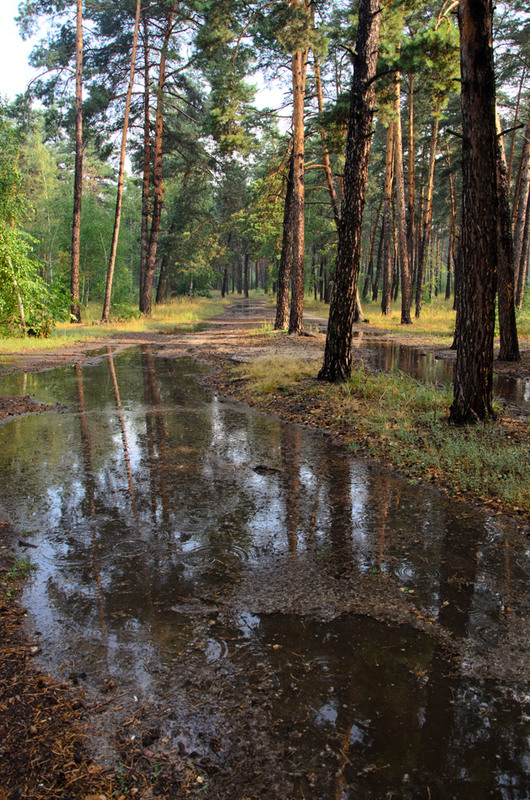 Фотографія Лужа в лесу / Оксана Маховская / photographers.ua