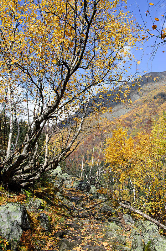 Фотографія Осенняя тропа в горах / Оксана Маховская / photographers.ua