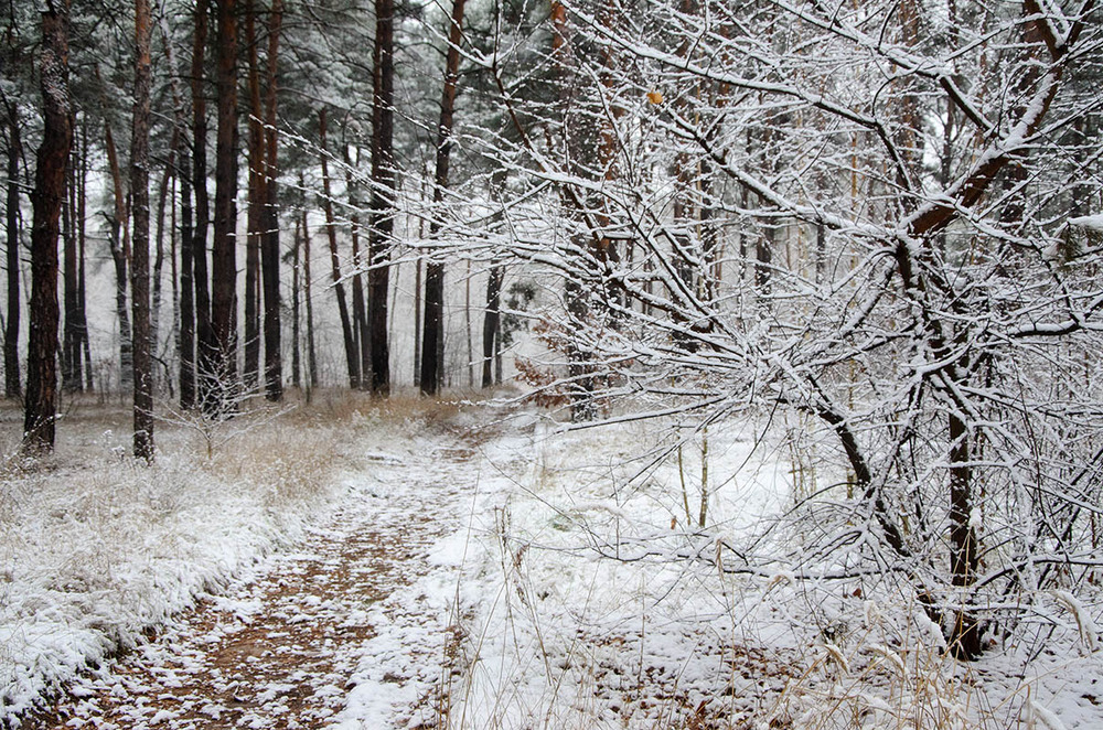 Фотографія Лесное начало зимы / Оксана Маховская / photographers.ua