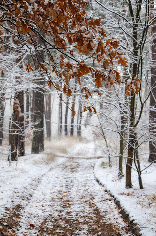 Фотографія Зимний лес и ветка дуба / Оксана Маховская / photographers.ua