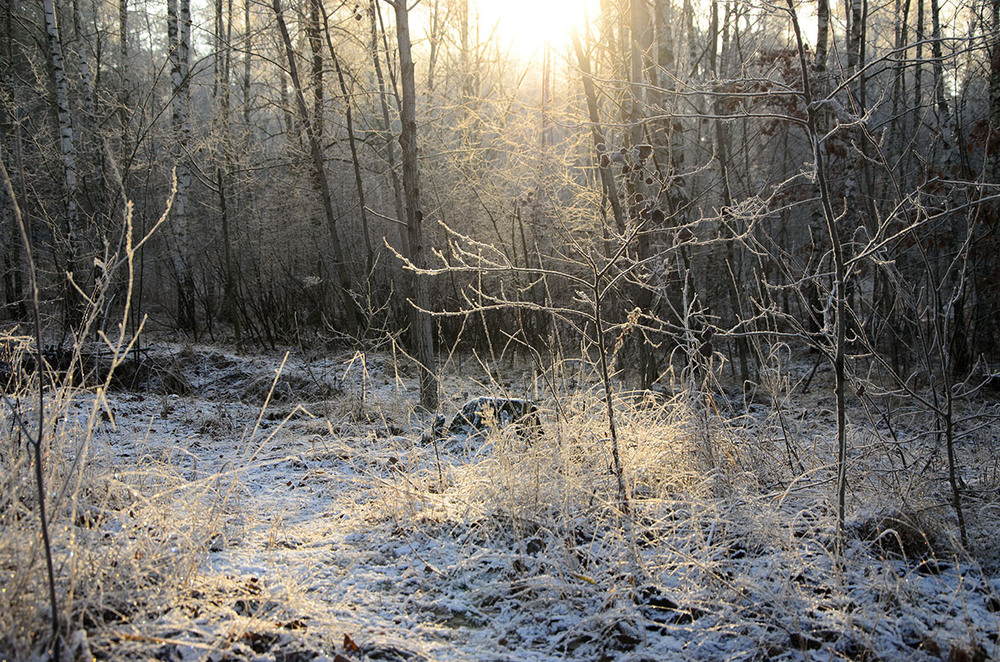 Фотографія Морозное утро в лесу / Оксана Маховская / photographers.ua
