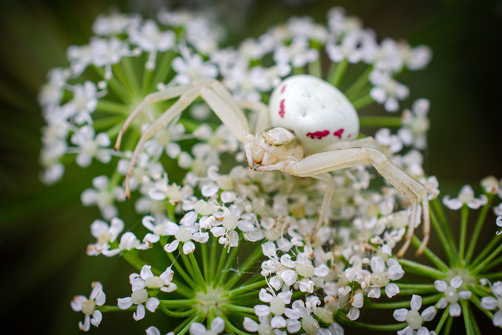 Фотографія Очаровательный цветочный паук / Оксана Маховская / photographers.ua