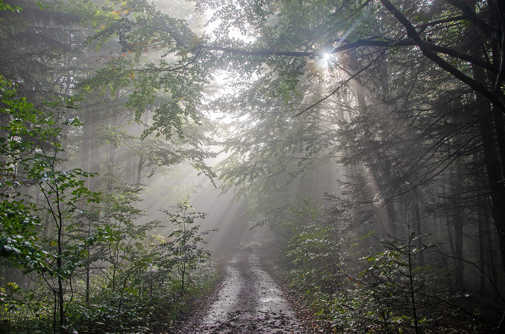 Фотографія Туманное сияние леса / Оксана Маховская / photographers.ua