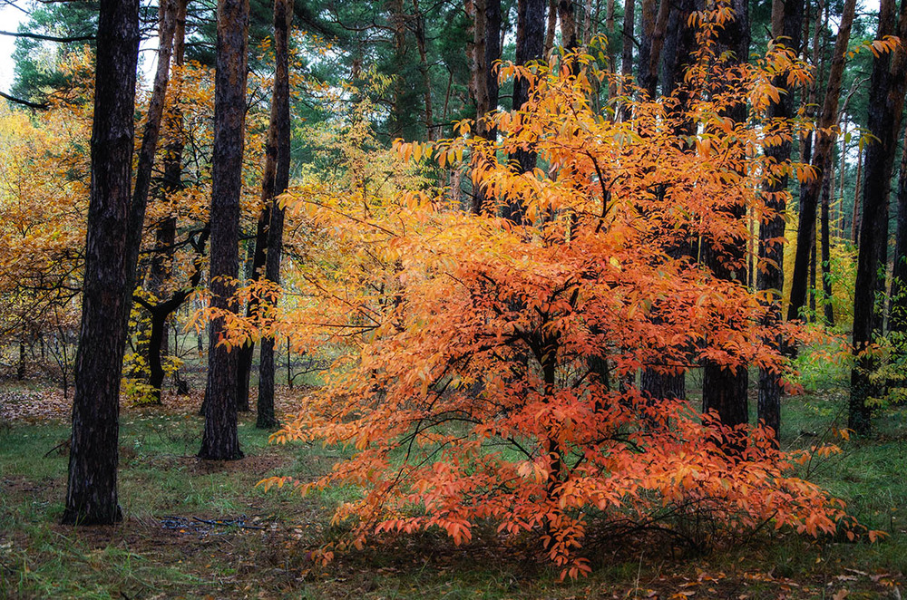 Фотографія Пылающий октябрь леса / Оксана Маховская / photographers.ua
