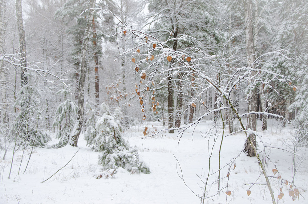 Фотографія Зимняя лесная зарисовка / Оксана Маховская / photographers.ua