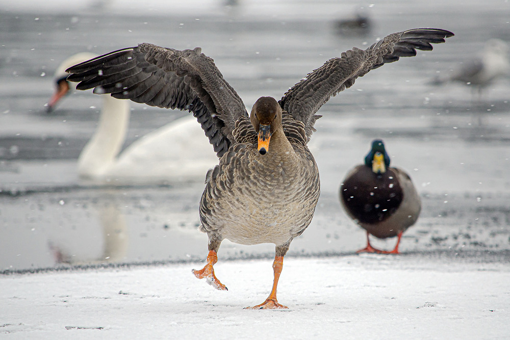 Фотографія Танцующий гуменник / Оксана Маховская / photographers.ua