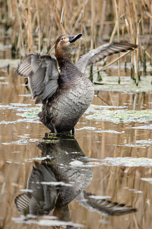 Фотографія Супруга красноголового нырка / Оксана Маховская / photographers.ua