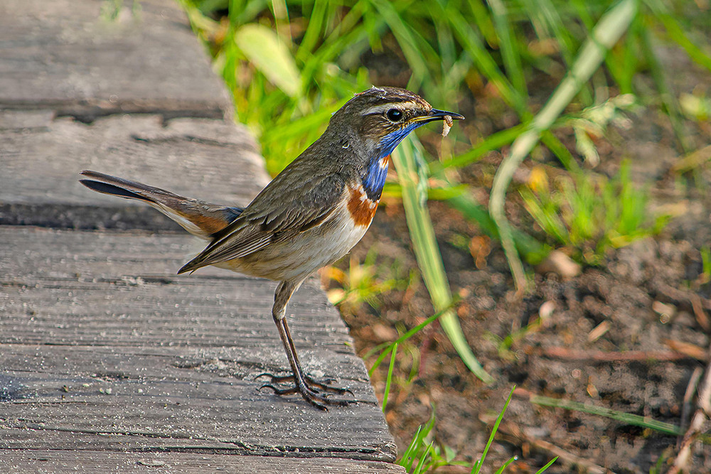 Фотографія Варакушка-кормилец / Оксана Маховская / photographers.ua