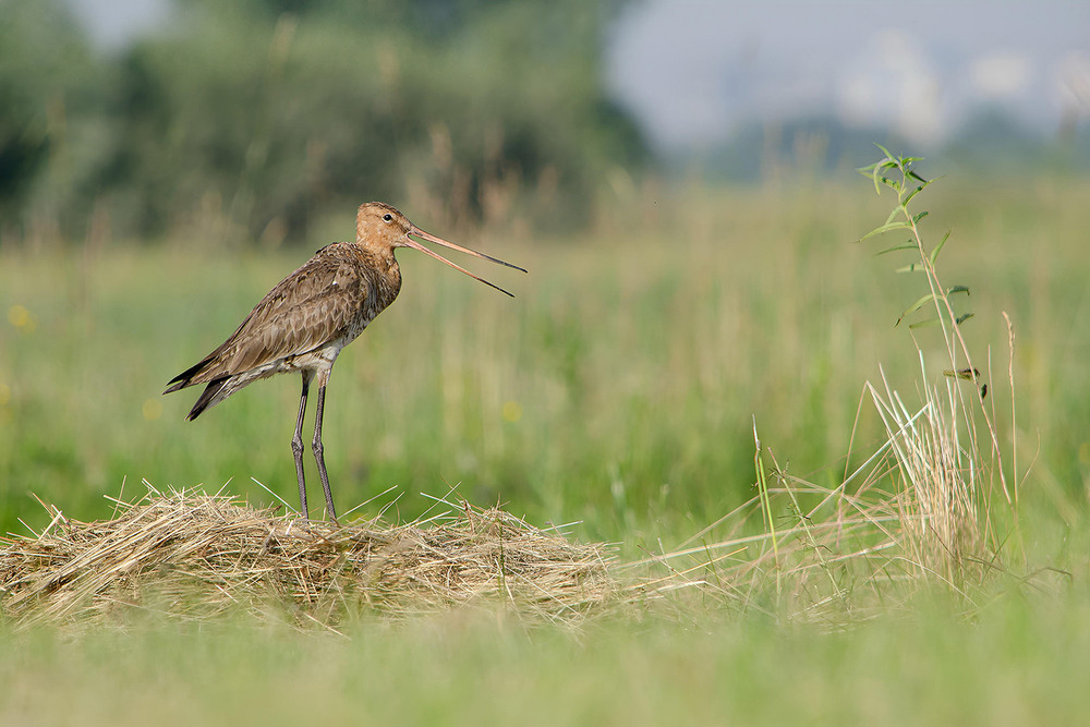 Фотографія Композиция с веретенником / Оксана Маховская / photographers.ua
