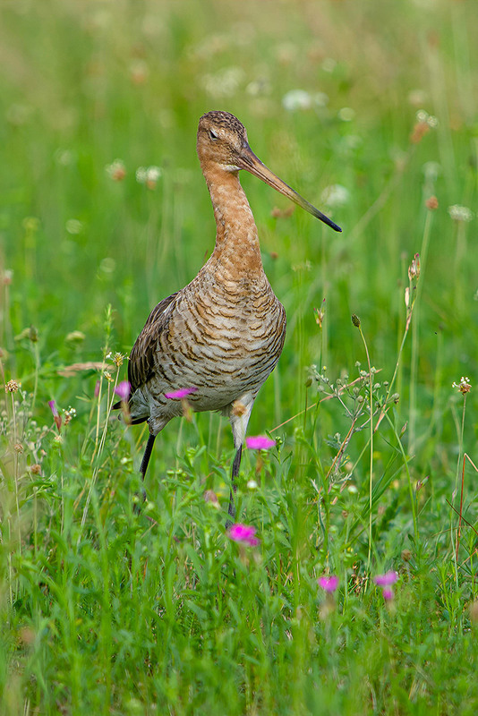 Фотографія Надменнось / Оксана Маховская / photographers.ua