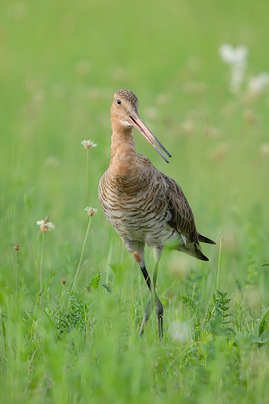 Фотографія Непринуждённое изящество / Оксана Маховская / photographers.ua