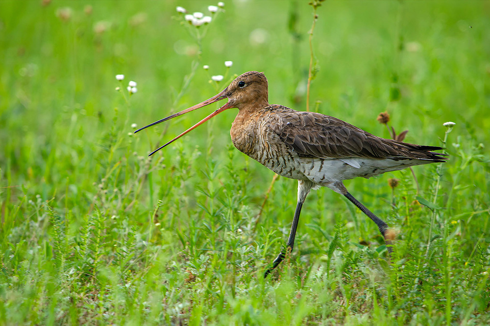 Фотографія Иду, пою... / Оксана Маховская / photographers.ua