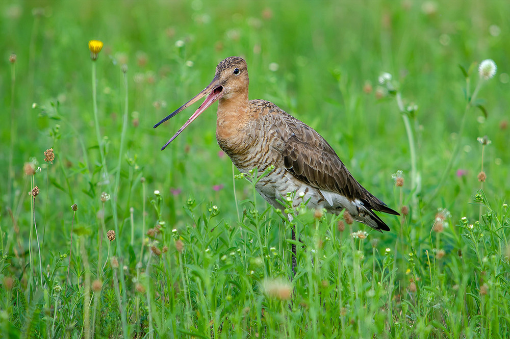 Фотографія Июньский веретенник / Оксана Маховская / photographers.ua