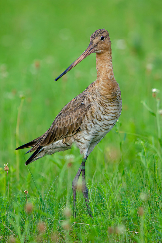 Фотографія Талантливая фотомодель / Оксана Маховская / photographers.ua