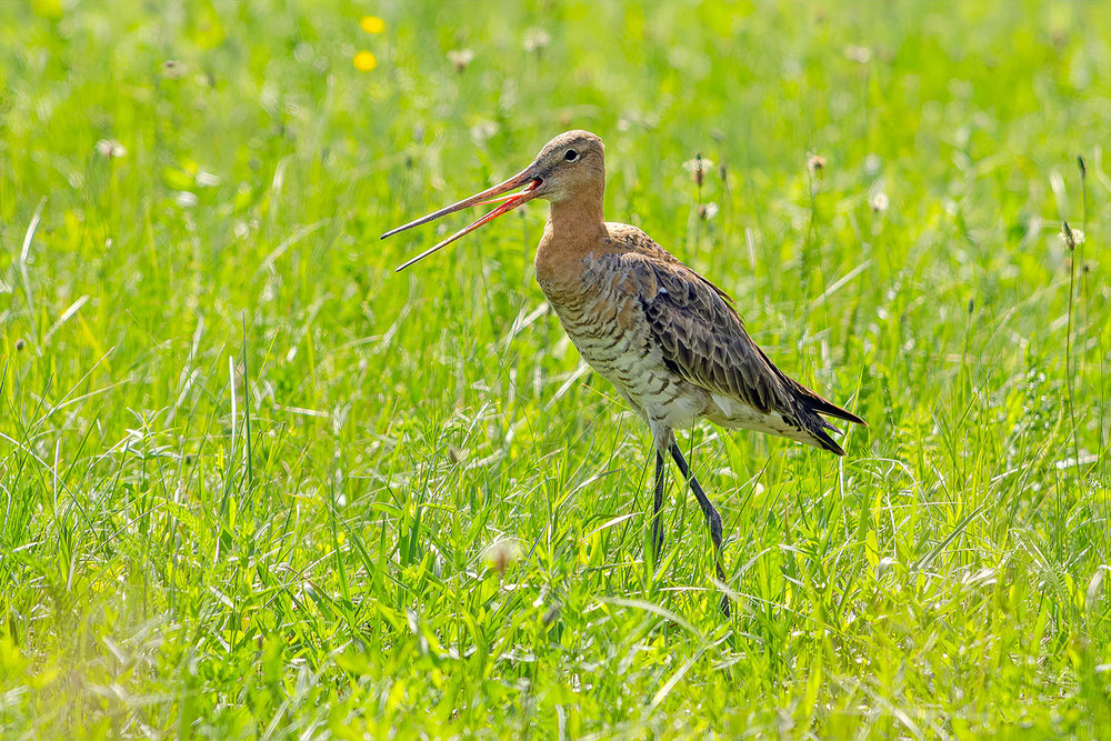 Фотографія Прогулка веретенника / Оксана Маховская / photographers.ua