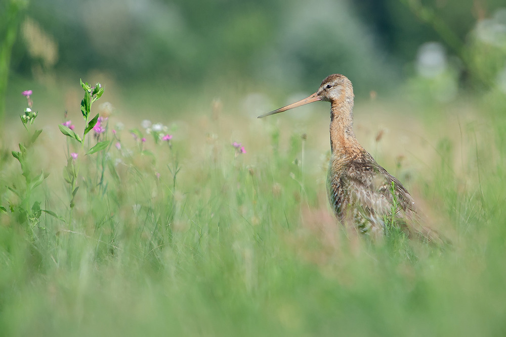 Фотографія Молодой веретенник / Оксана Маховская / photographers.ua