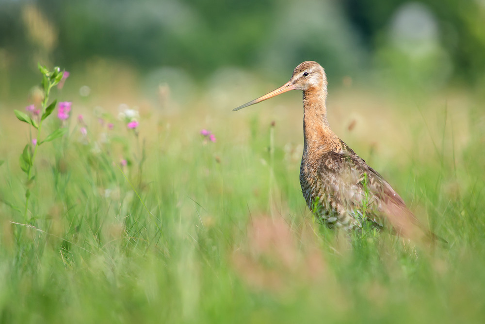 Фотографія Веретенник в июльской траве / Оксана Маховская / photographers.ua