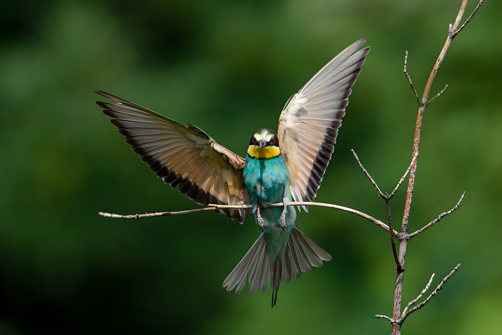 Фотографія Уселась / Оксана Маховская / photographers.ua