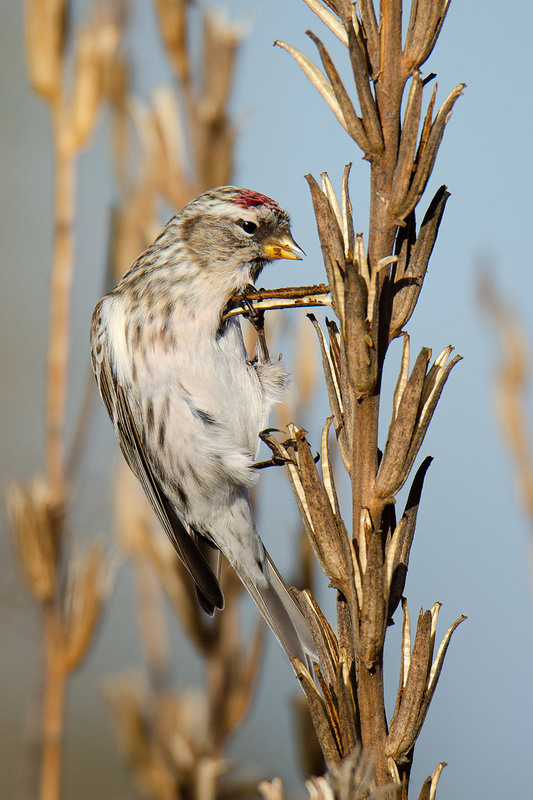 Фотографія Добывая семена / Оксана Маховская / photographers.ua