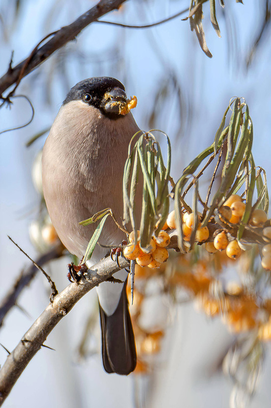 Фотографія Снегириха с облепихой / Оксана Маховская / photographers.ua