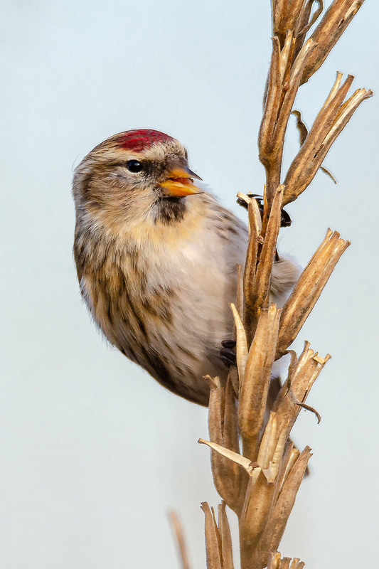 Фотографія Улыбка чечётки / Оксана Маховская / photographers.ua