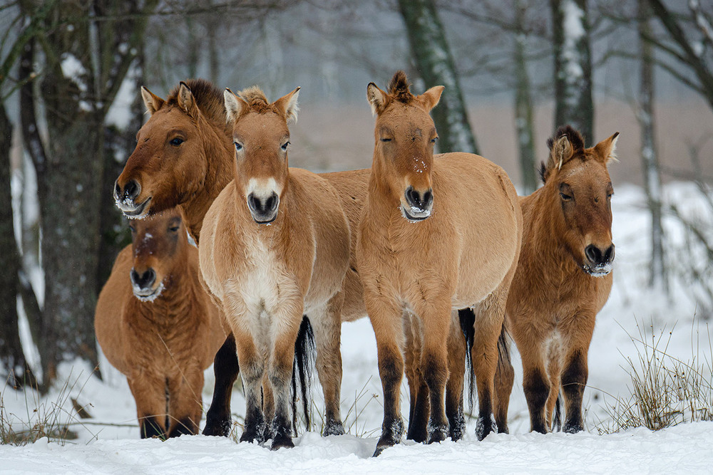 Фотографія Пржевальский табунчик / Оксана Маховская / photographers.ua