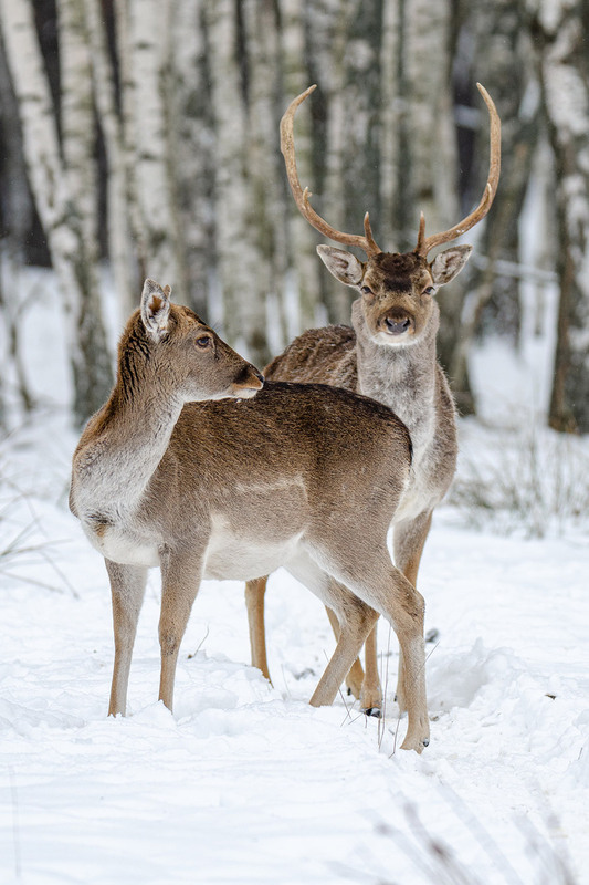 Фотографія Двое / Оксана Маховская / photographers.ua