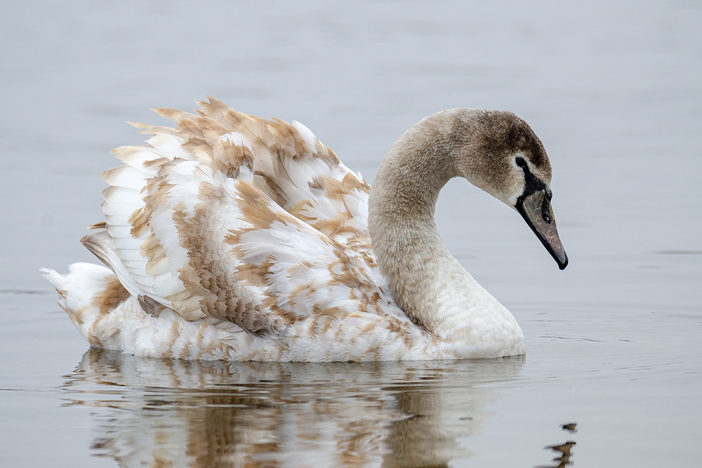 Фотографія Мраморный / Оксана Маховская / photographers.ua