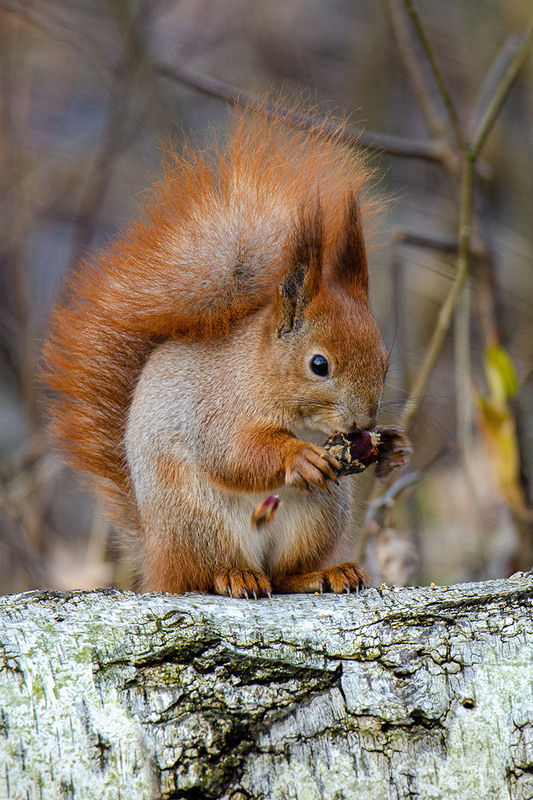 Фотографія С шишечкой / Оксана Маховская / photographers.ua