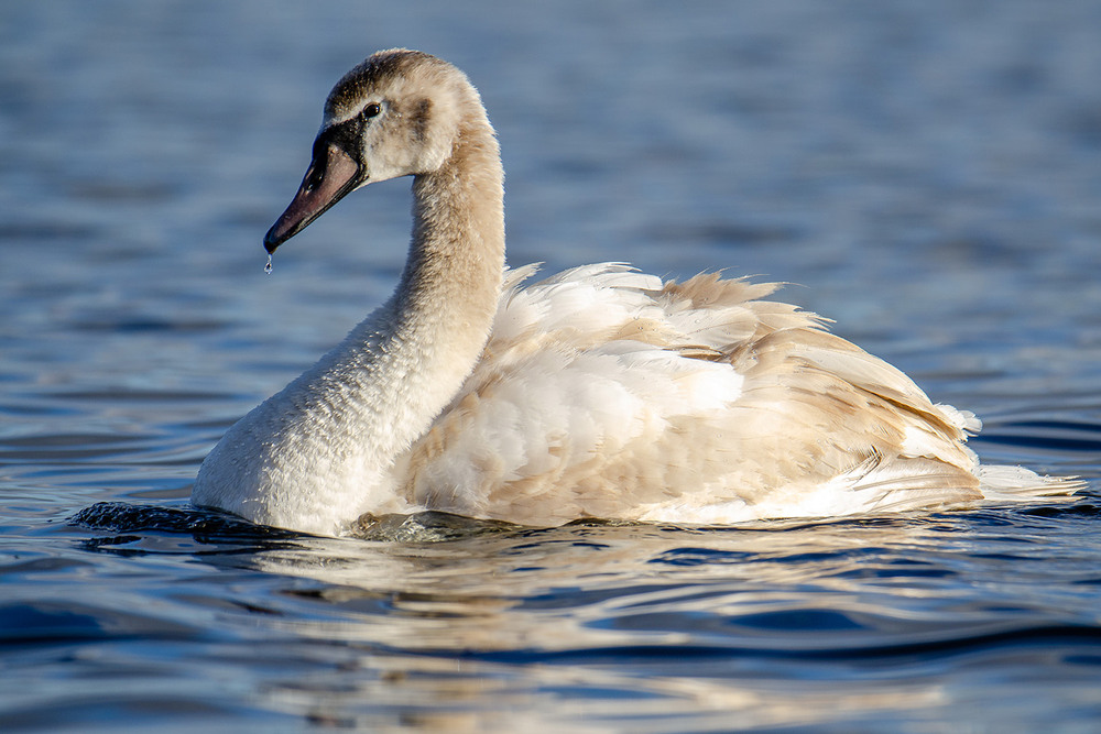 Фотографія Молодой шипун с капелькой / Оксана Маховская / photographers.ua