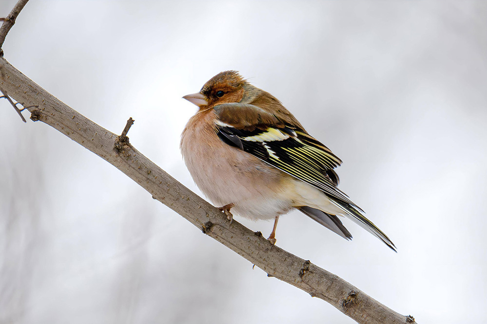 Фотографія Просто зяблик / Оксана Маховская / photographers.ua