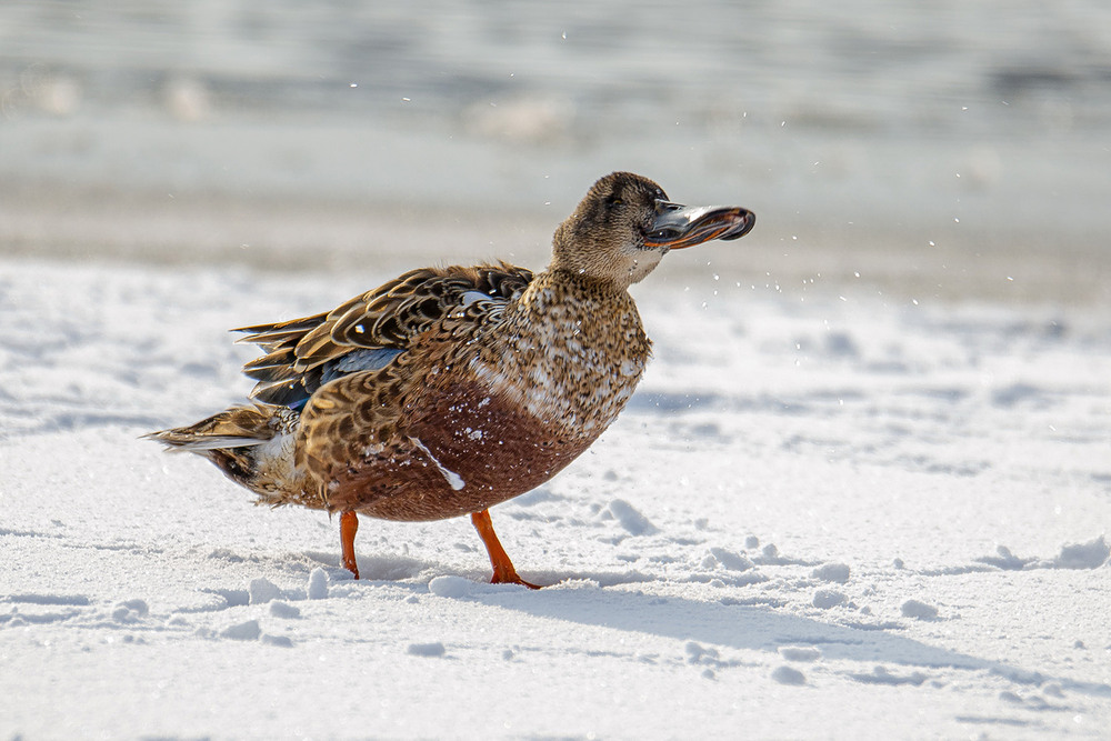 Фотографія Широконоска в январе / Оксана Маховская / photographers.ua