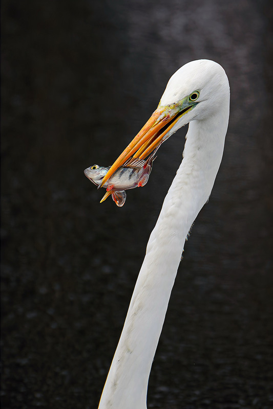 Фотографія Длинношее с добычей / Оксана Маховская / photographers.ua