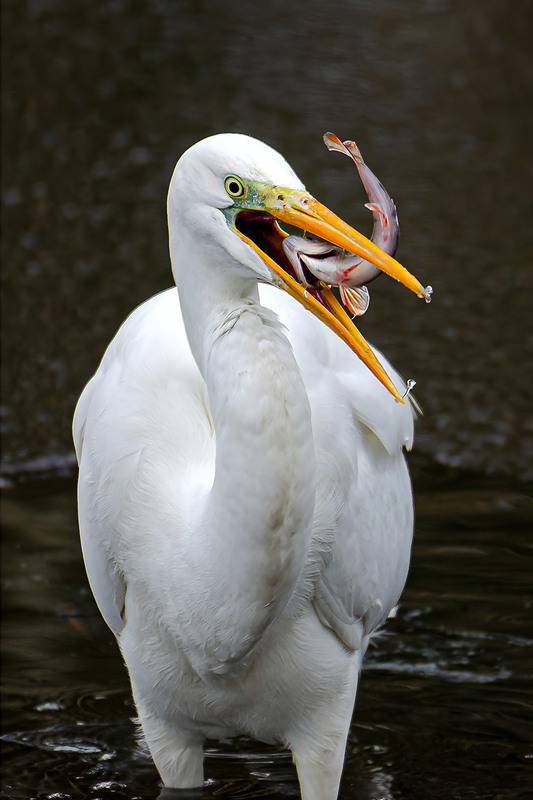 Фотографія Охота удалась / Оксана Маховская / photographers.ua