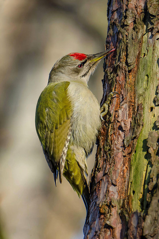 Фотографія Седой дятел, добывание пищи / Оксана Маховская / photographers.ua