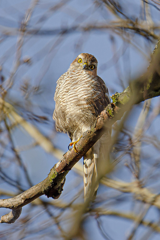 Фотографія Этот взгляд... / Оксана Маховская / photographers.ua
