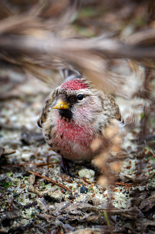 Фотографія Портрет чечётки / Оксана Маховская / photographers.ua