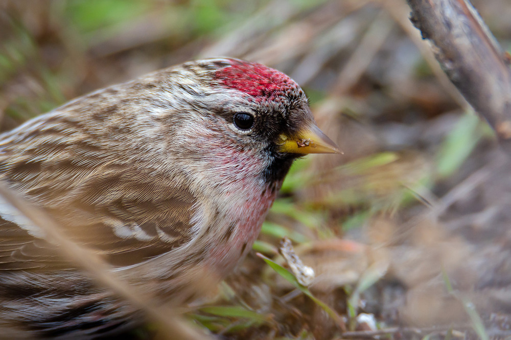 Фотографія Чечётка в профиль / Оксана Маховская / photographers.ua