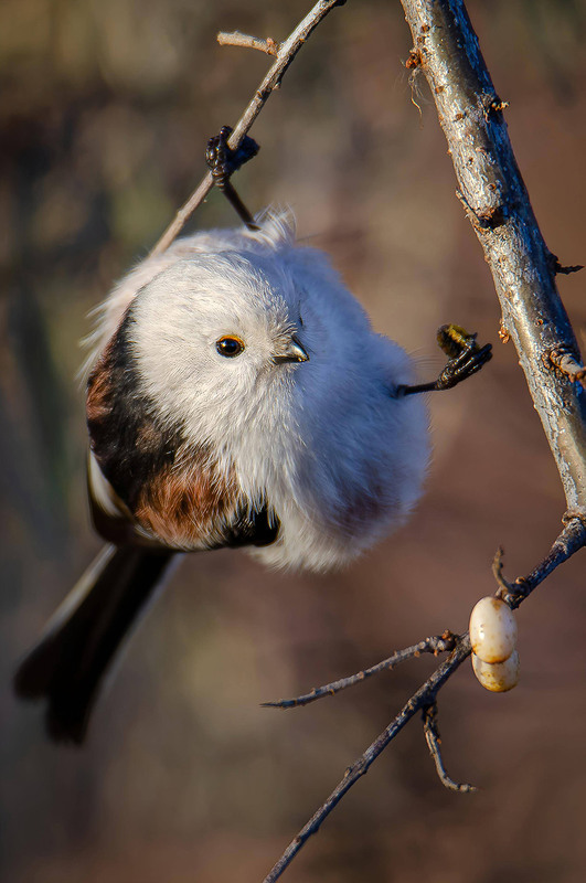 Фотографія Длиннохвостая синичка, завтрак. / Оксана Маховская / photographers.ua