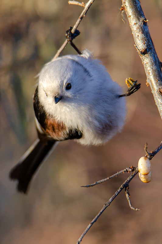 Фотографія Облепиховый завтрак / Оксана Маховская / photographers.ua