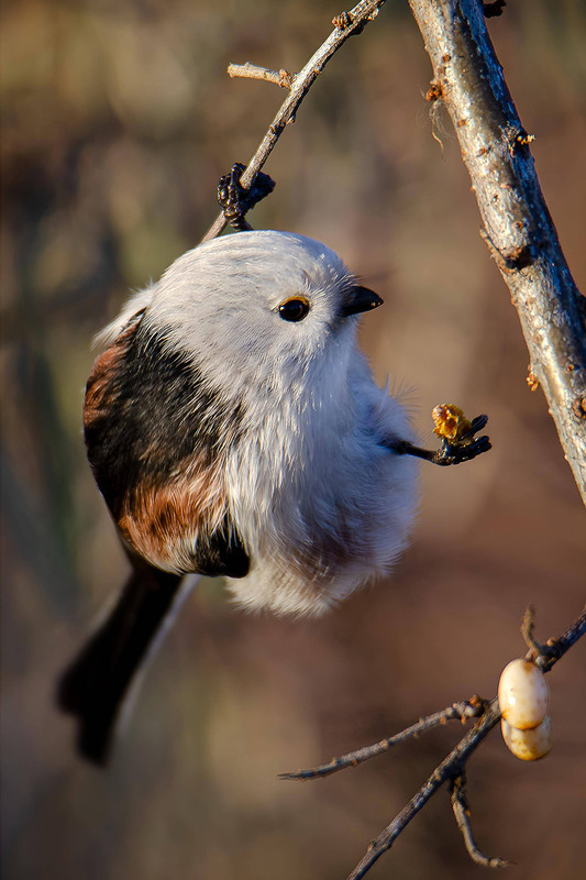 Фотографія Реклама облепихи :) / Оксана Маховская / photographers.ua