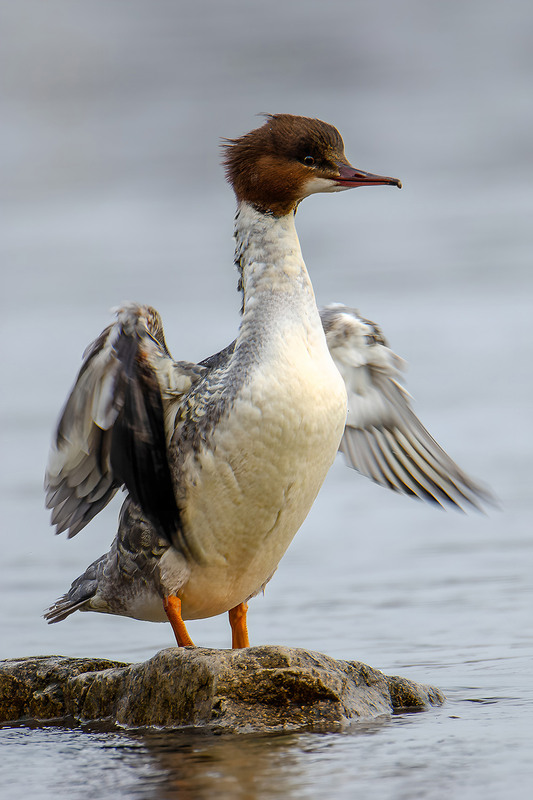 Фотографія Самочка большого ерохаля / Оксана Маховская / photographers.ua