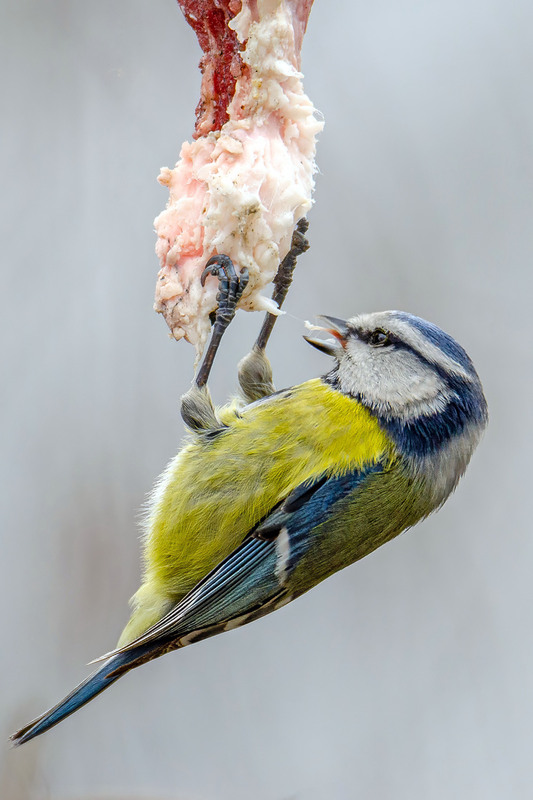 Фотографія Патриотическая птичка :) / Оксана Маховская / photographers.ua