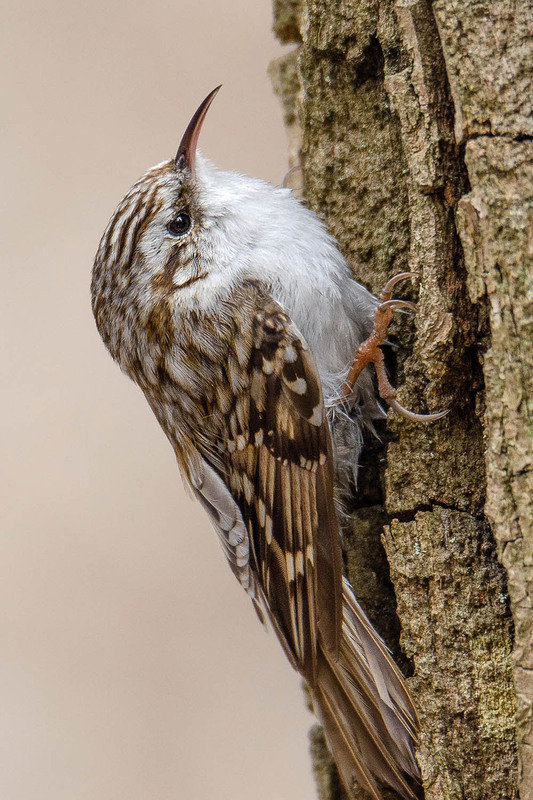 Фотографія Портрет обыкновенной пищухи / Оксана Маховская / photographers.ua