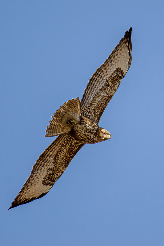 Фотографія Взгляд в полёте. Канюк. / Оксана Маховская / photographers.ua