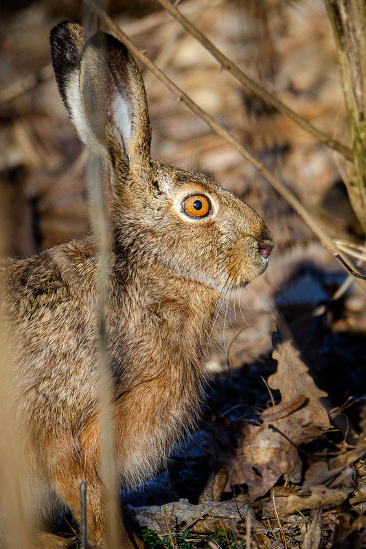 Фотографія Рыжеглазый / Оксана Маховская / photographers.ua